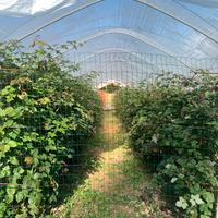 Piante di more Chester