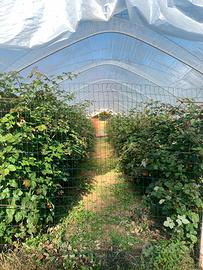 Piante di more Chester