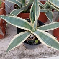 Agave Americana Variegata