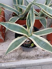 Agave Americana Variegata