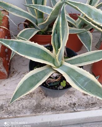 Agave Americana Variegata
