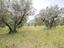 Immagine 12