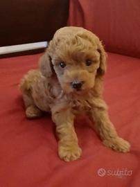 splendido cucciolo di barboncino toy