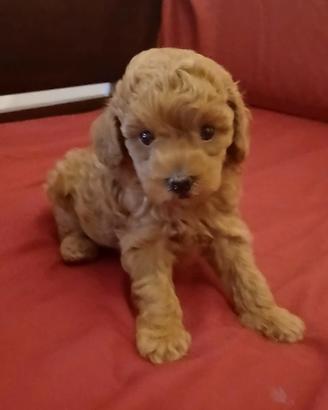 splendido cucciolo di barboncino toy