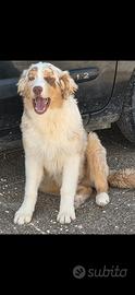 Australian shepherd