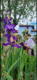 Iris germanica vari colori