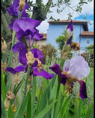 Iris germanica vari colori