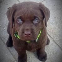 Cucciola Labrador chocolate