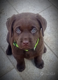 Cucciola Labrador chocolate