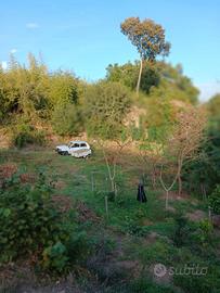 Terreno a Vitorchiano loc. Poggio Pasquale