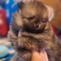 Pomerania toy maschio