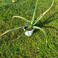 Aloe vera vaso 10cm: pianta grassa