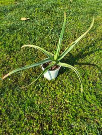 Aloe vera vaso 10cm: pianta grassa