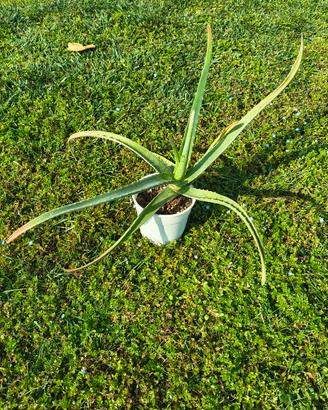 Aloe vera vaso 10cm: pianta grassa
