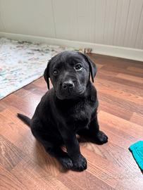 Cuccioli di Labrador retriever americano