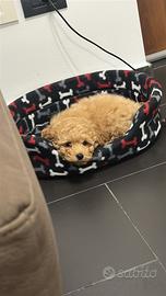 Cuccioli barboncini toy