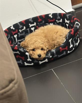Cuccioli barboncini toy