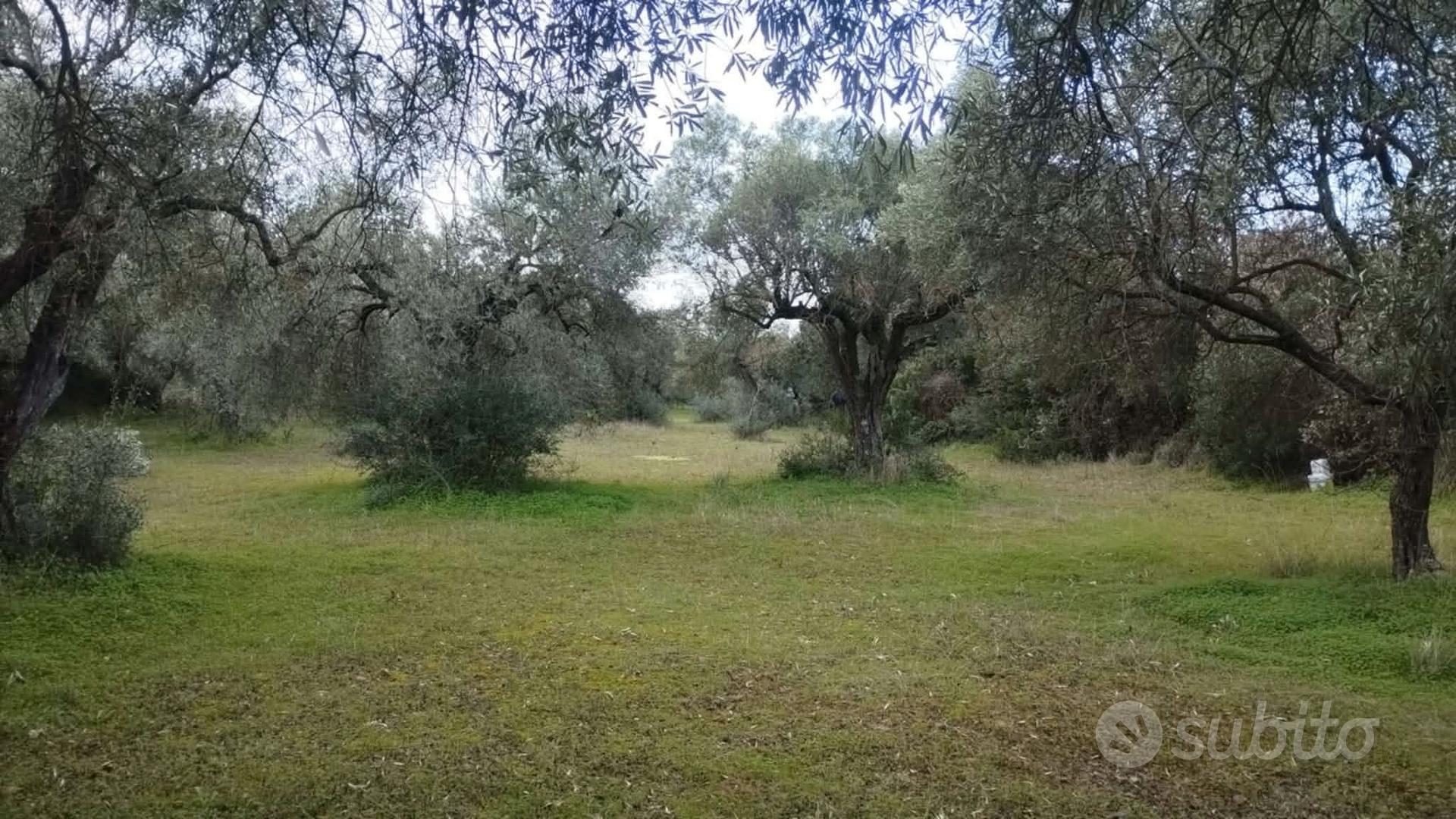 TERRENO AGRICOLO QUALITÀ ULIVETO - Vista 4