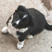 Border collie