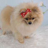 Cuccioli di pomerania