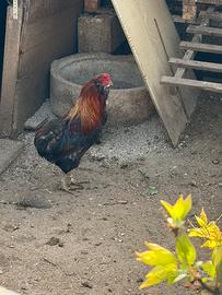 Gallo araucana