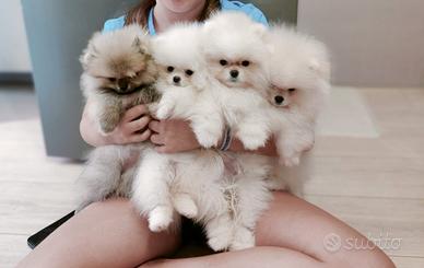 Spitz di pomerania nano