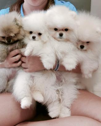 Spitz di pomerania nano