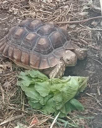 Tartaruga Di Terra Geochelone Sulcata 