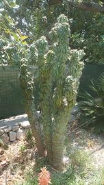 cactus periviano