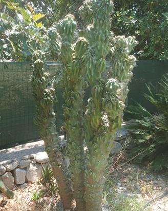 cactus periviano