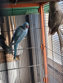 Parochetti dal collare