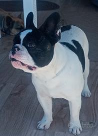 Bulldog francese