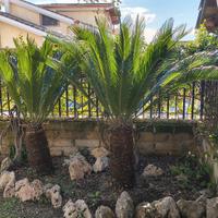 Coppia di Cycas adulte