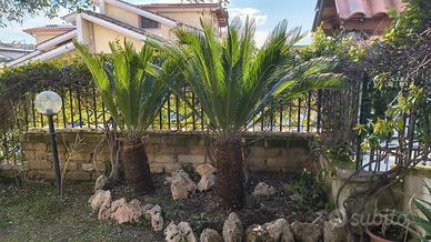 Coppia di Cycas adulte