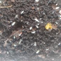 Trichorhina tomentosa - Onischi tropicali