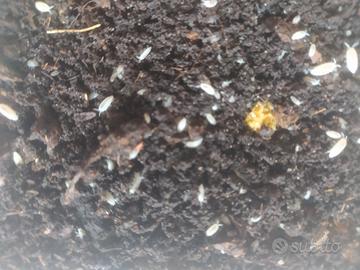 Trichorhina tomentosa - Onischi tropicali