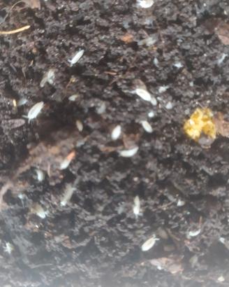 Trichorhina tomentosa - Onischi tropicali