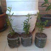 Pianta albero di melograno melagrana