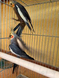 Calopsiti maggiorate