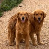 Cuccioli golden americano con pedigree enci