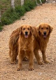 Cuccioli golden americano con pedigree enci