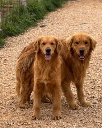 Cuccioli golden americano con pedigree enci