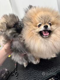 Spitz Di Pomerania Mini