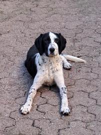 Cucciolo femmina di 6 mesi