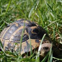 Tartarughe di terra "Hermanni e Graeca" con Cites