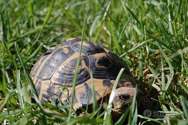 Tartarughe di terra "Hermanni e Graeca" con Cites