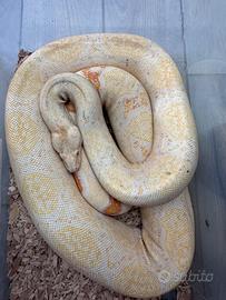 Boa costrictor