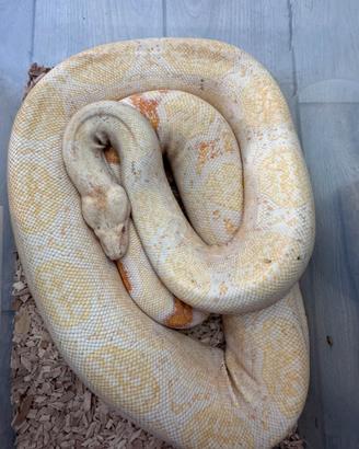 Boa costrictor