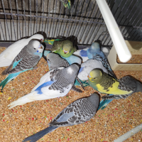 Cocoriti allevati a mano