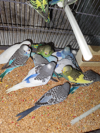 Cocoriti allevati a mano